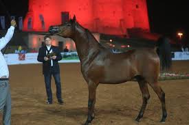 صور مقتطفات اليوم الثاني من بطولة الفجيرة الأولى لجمال الخيول العربية horses arabian horse arabians