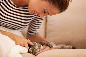 How To Get A Kitten To Sleep On Their First Night Petbarn