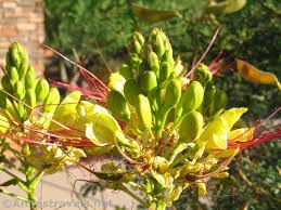 Maybe you would like to learn more about one of these? Early Morning At St George S Red Hills Desert Garden Anne S Travels