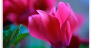Macro Pink Flower Wallpaper Pink Flowers Wallpaper Pink Flowers Flowers