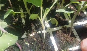 Image result for tomato seedling damping off