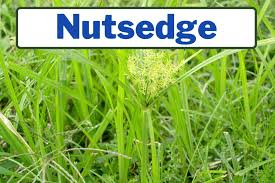 We did not find results for: Weeds That Look Like Grass Identification Guide Gfl Outdoors