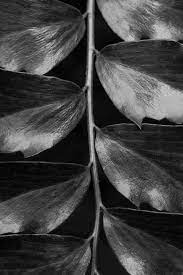 Abstract Black And White Photography Print Fern Print Etsy Fine Art Photography Print Abstract Photography Prints Photography Print