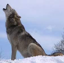Related Image Wolf Howling Wolf Sounds Wolf