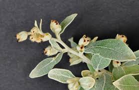 Image result for Tarchonanthus trilobus