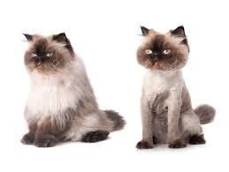 Check out our persian cat lion cut selection for the very best in unique or custom, handmade pieces from our shops. Pros And Cons Of Lion Cuts For Cats Lovetoknow