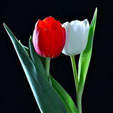Kecantikan Dan Kepolosan Mungkin Paling Dilambangkan Dengan Bunga Seperti Tulip Tersedia Dalam Berbagai Warna Tulip Mer Tulips Flowers Tulips Planting Tulips