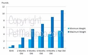 Maltipoo Age Equivilancy And Growth Chart