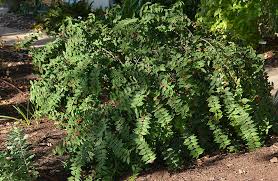 It is rich in vitamin a, vitamin c, and vitamins b1, b2, and b3. Barbados Cherry Central Texas Gardener