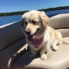 The Corgi Golden Retriever Mix Is About To Melt Your Heart Animalso