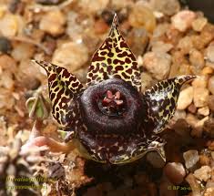 Image result for Duvalia polita