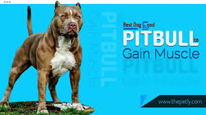 Sadly, pitbulls get quite a bad rap when it comes to thinking about what are the best dogs. Pitbull Dog Pitbull Dog Food