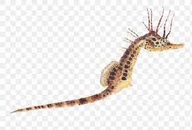 Antique Drawing Seahorse Png Marine Life Illustrated Drawing Free Image By Rawpixel Com Gade Marine Life Illustration Png