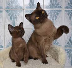 All modern burmese cats can be traced back to wong mau, a cat transported in 1930 from burma (now myanmar) to san francisco. Pin On Cat Names