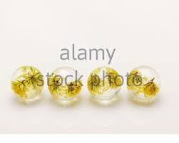 Place the flowers in the middle, almost like a sandwich, and put it into the microwave. Flowers In Epoxy Resin Preserving Fresh Flowers In Resin Means Preparing The Flowers First By Drying Them And Covering Them With A Spray Resin So The Stock Photo Alamy