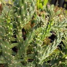 Image result for Opuntia imbricata
