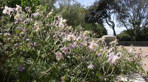 Image result for Clematis brachiata