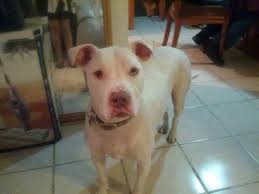Bodoque The Albino Pitbull Pitbulls Dogs Pets