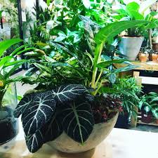 Where do our indoor plants come from? Plant Pot Studio