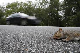 Here S Why There Are Dead Squirrels All Over The Place The Boston Globe Weird Animals Animal Behavior Dead Squirrel