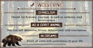 Wolverine Symbolism Spirit Animal Dream Spirit Animal Animal Symbolism Spirit Animal Totem