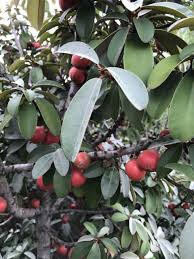 Image result for Englerophytum natalense