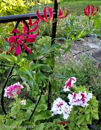 Image result for Gloriosa superba