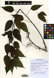 Image result for Laportea ovalifolia
