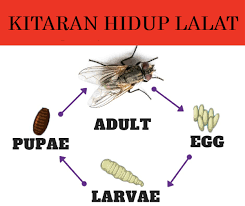 Bukan sahaja mudah, dan mesra alam namun jangan bimbang, kerana kami ada petua berkesan untuk halau cicak dari rumah buat. 8 Cara Halau Lalat Dari Rumah Yang Berkesan Propertyguru Malaysia