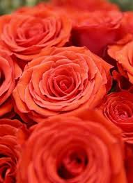 Check spelling or type a new query. Beno S Flowers And Gifts Wants To Bring Fun Happiness The Gazette