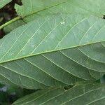 Image result for Caloncoba crepiniana