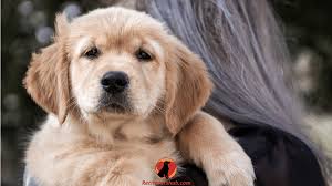 Potterosa puppies is dedicated to the highest standard of professionalism to produce these rare and beautiful breed of dogs. Are Golden Retrievers High Maintenance And Can You Handle Them Retrievershub