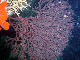 Image result for Platycaulos