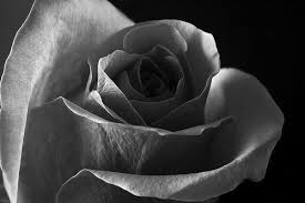 Tone Same With The Last Picture Light And Dark Values Are Used To Render A Realistic Object Whic Elements Of Design Light In The Dark Elements And Principles