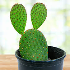 Image result for Opuntia