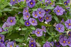 Image result for Lycianthes rantonnetii