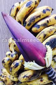 Image result for Musa acuminata