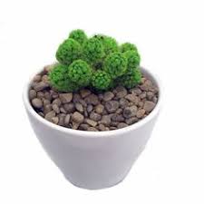 Cacti and succulents grow in some extremely hostile environments, and as such, have evolved mealy bugs: 12 Desert Gems Cactus Ideas Easy To Grow Houseplants Cactus Small Indoor Plants