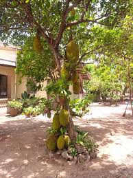Check spelling or type a new query. Langka Jackfruit Tree Jackfruit Tree Jackfruit Trees To Plant