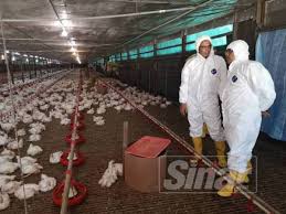 Maybe you would like to learn more about one of these? Lambakan Reban Ayam Punca Masalah Lalat Gagal Ditangani