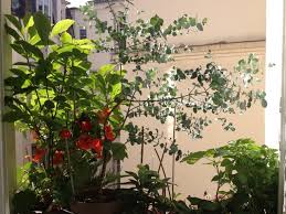 Support jardinière rebord fenetre personnes aujourd'hui généralement placé plein de travail tout au long concevoir la maison simplement parce que vous voulez pour exister dans une merveilleuse maison et confortable. Comment Planter Sur Le Bord Des Fenetres