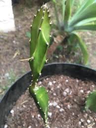 This will also help prevent fungal infections and diseases. What Should I Do About Aerial Roots On Dragon Fruit Cactus Let Them Grow Or Cut Them Off Cactus