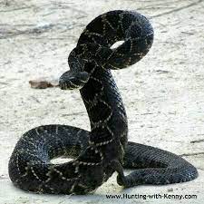 Crotalus Cerberus Arizona Black Rattlesnake Strike Position Poisonous Snakes Snake Lovers Reptiles And Amphibians