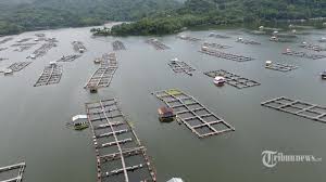 Ini Tanggal Mulainya Penertiban Kja Di Bendungan Ir H Juanda Jatiluhur Tribun Jabar