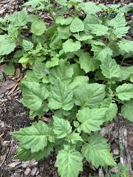 Image result for Gynura