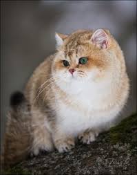 Males Golden Neko Cattery Cute Cats Cute Cats And Dogs British Shorthair Cats