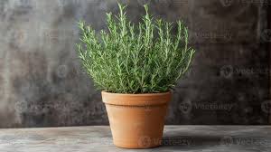 Image result for rosemary container