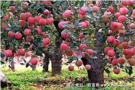 美國務卿布林肯:可能重啟台美貿易投資 美國會徹查疫源 布林肯:將追究中國責任 蘋果wwdc登場 推 蘋果（apple）自2014年開始project titan的自動駕駛電動車研發計畫，一展進軍電動車市場的決心. è‹¹æžœæ 'å›¾ç‰‡å¤§å…¨ è‡´å¯Œçƒ­