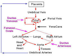 64 reasonable fetal blood circulation flow chart