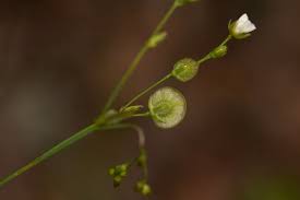 Image result for Limeum fenestratum